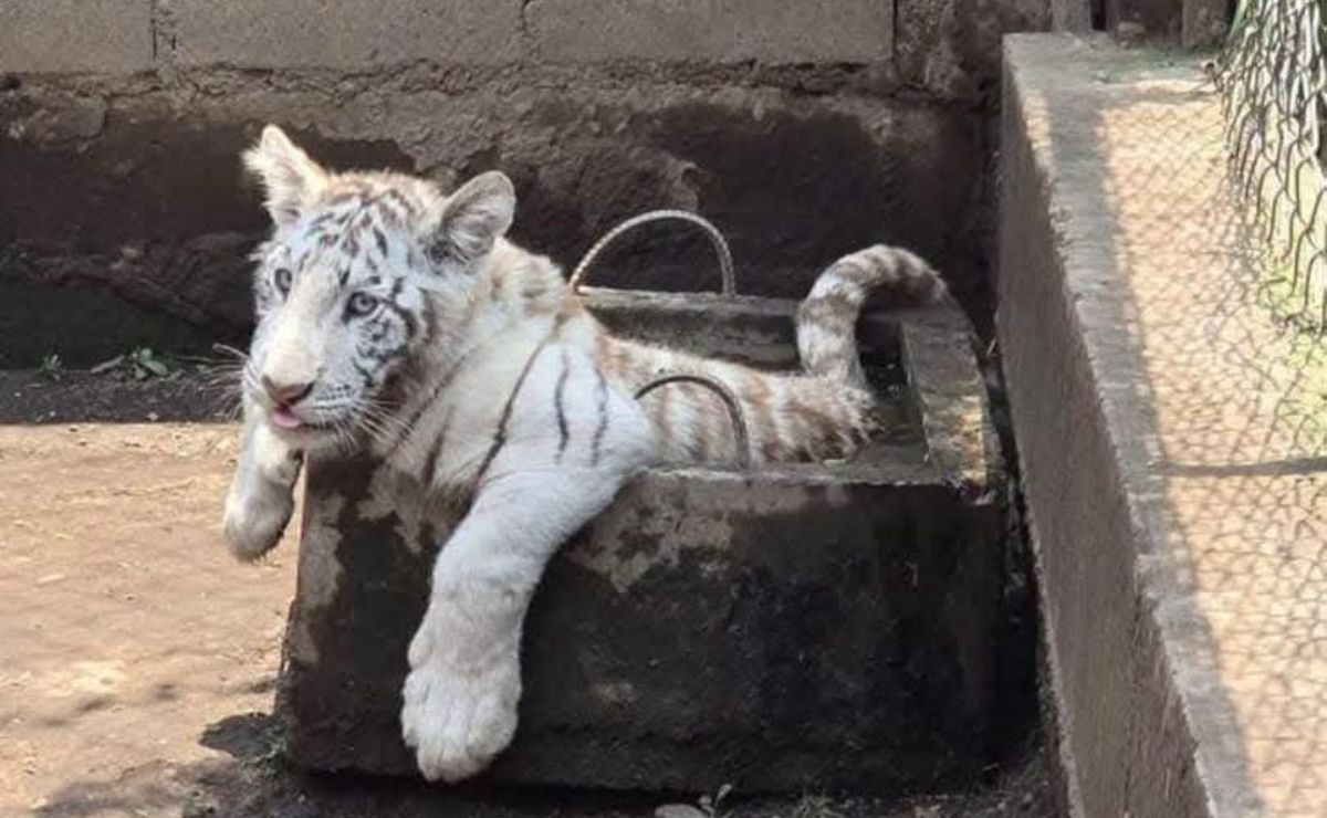 Hallan zoológico clandestino en Chalco; aseguran un tigre, león y dos pumas