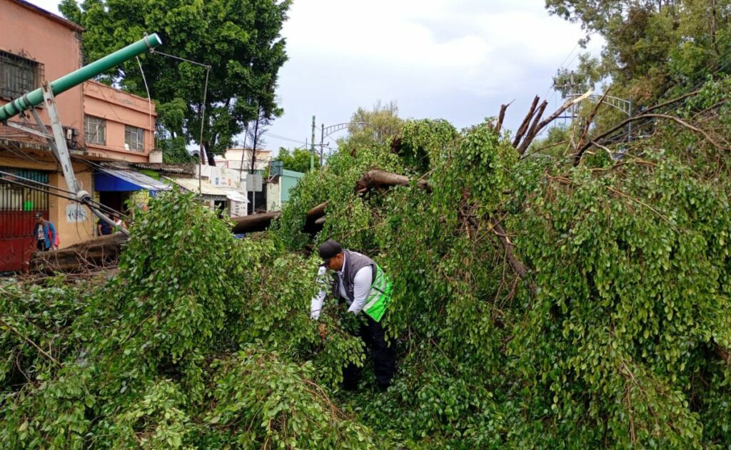 Lluvias en la CDMX dejan 119 árboles caídos y numerosos encharcamientos