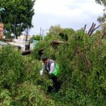 Lluvias en la CDMX dejan 119 árboles caídos y numerosos encharcamientos