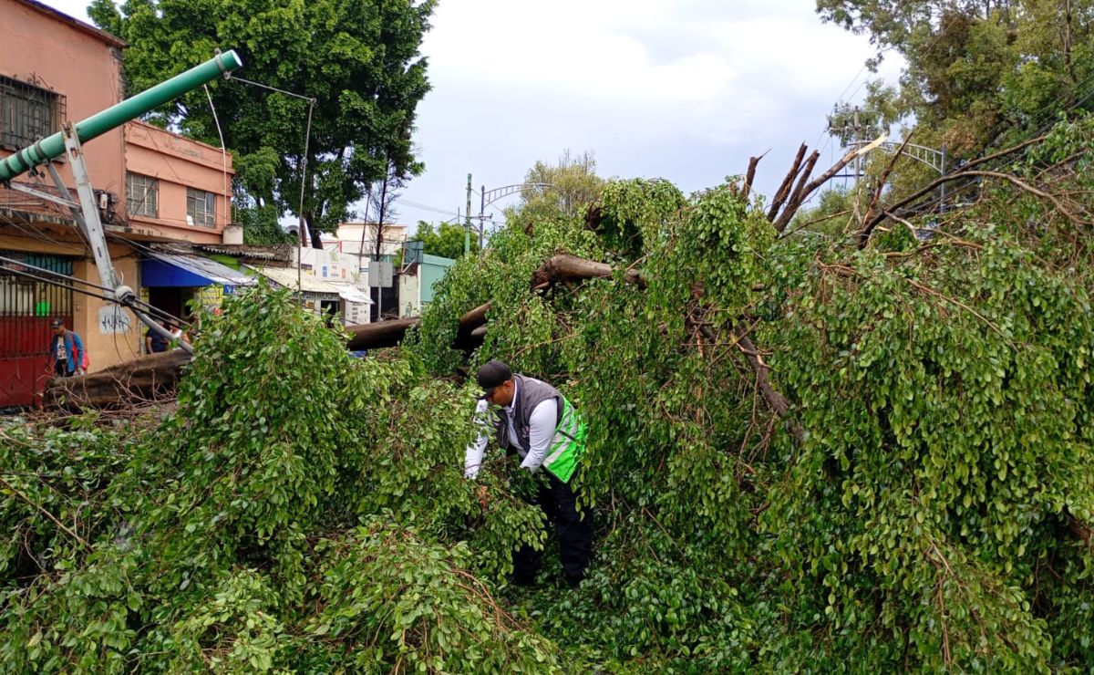 Lluvias en la CDMX dejan 119 árboles caídos y numerosos encharcamientos Lluvias en la CDMX dejan 119 árboles caídos y numerosos encharcamientos