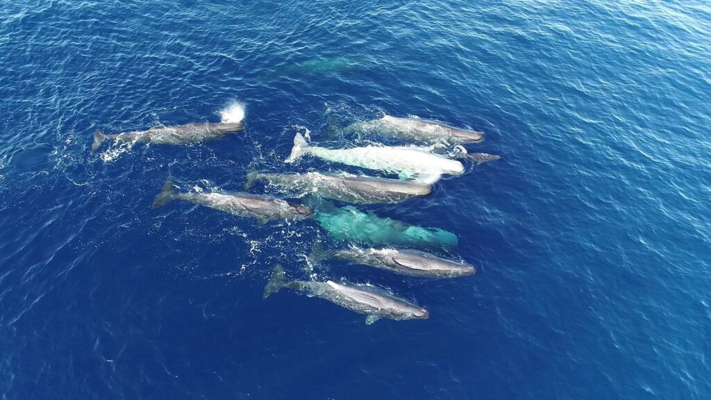 Los cachalotes del Mediterráneo evolucionan sus “dialectos”