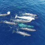Los cachalotes del Mediterráneo evolucionan sus “dialectos”