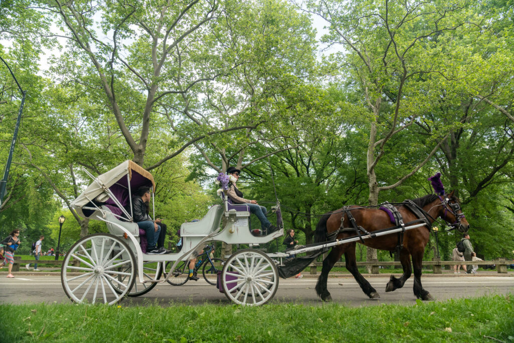 Suspenden paseos en carruajes tirados por caballos en Central Park tras muerte de turista