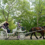 Suspenden paseos en carruajes tirados por caballos en Central Park tras muerte de turista