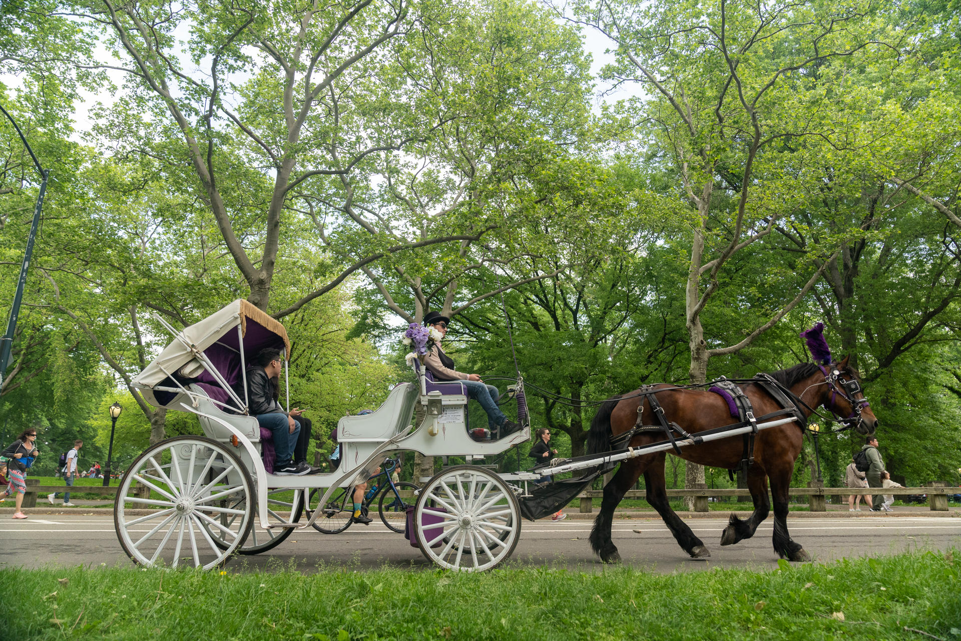 Suspenden paseos en carruajes tirados por caballos en Central Park tras muerte de turista Suspenden paseos en carruajes tirados por caballos en Central Park tras muerte de turista