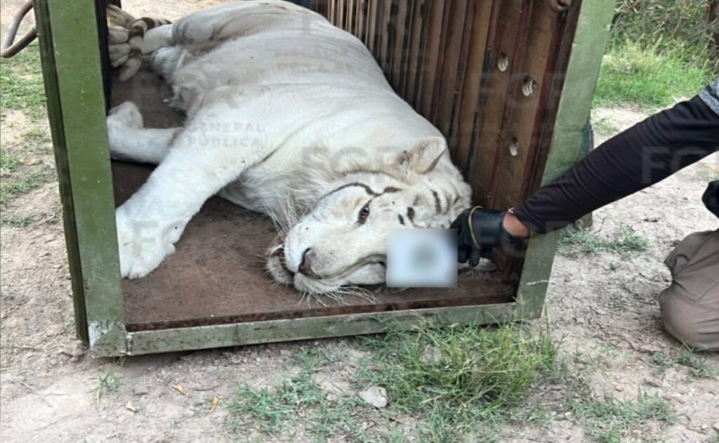 FGR asegura tres tigres de Bengala y 32 equinos durante cateo en Durango
