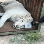 FGR asegura tres tigres de Bengala y 32 equinos durante cateo en Durango