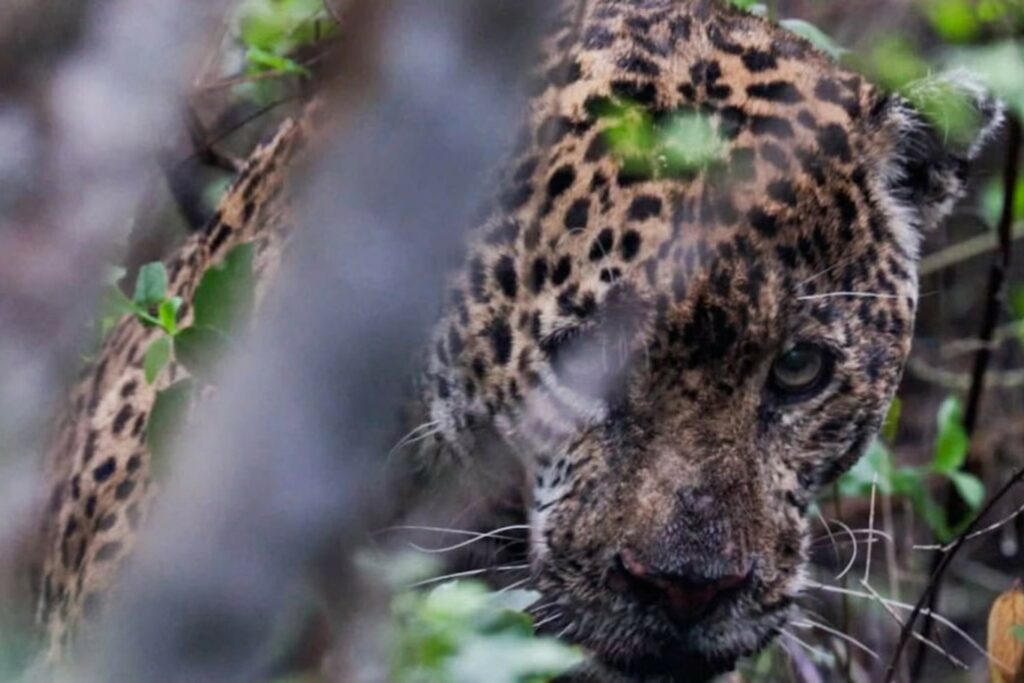Autoridades ambientales de Tamaulipas rescatan, rehabilitan y liberan a un jaguar