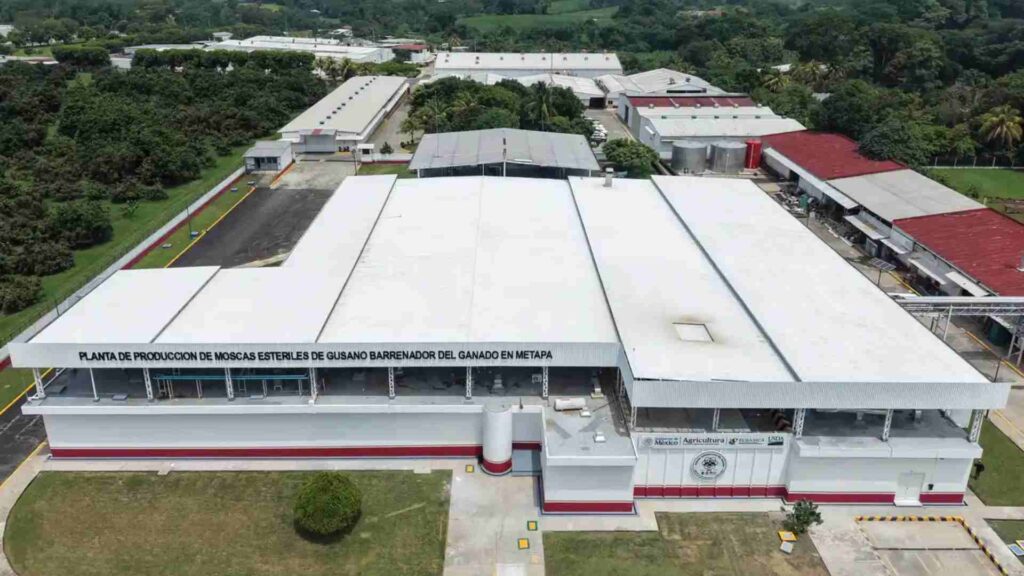 México y EE.UU. inauguran planta de moscas estériles contra el gusano barrenador en Chiapas - mexico-y-eeuu-inauguran-planta-de-moscas-esteriles-contra-el-gusano-barrenador-en-chiapas-2-1024x576