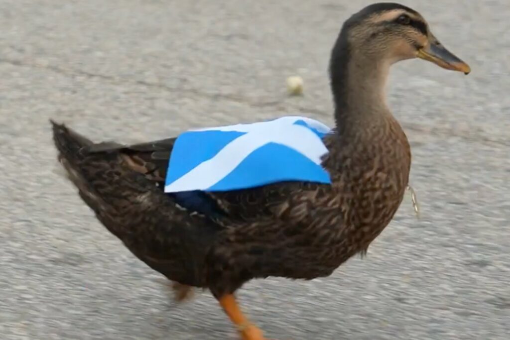 ¿Guerra de patos? Aparece el escocés ‘Dawn’, rival de ‘Merlín’