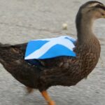 ¿Guerra de patos? Aparece el escocés ‘Dawn’, rival de ‘Merlín’