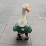 Sheinbaum invitará al pato Merlín a Palacio Nacional