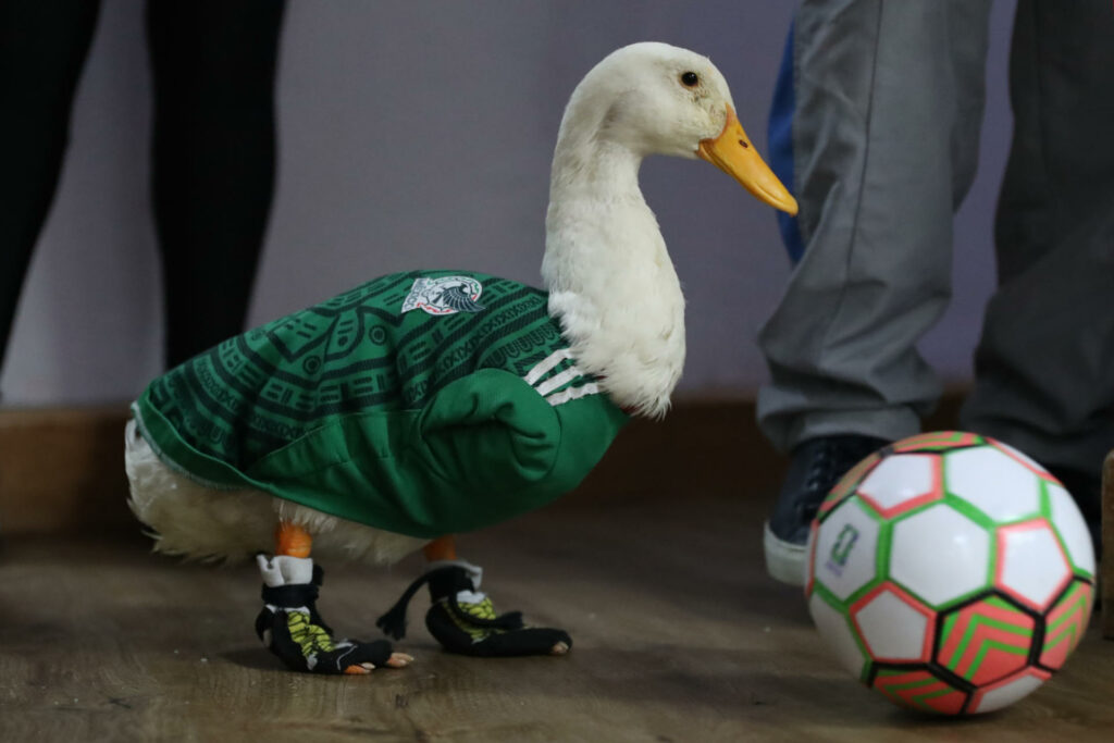 IMPI aclara a quién pertenece la marca del pato Merlín