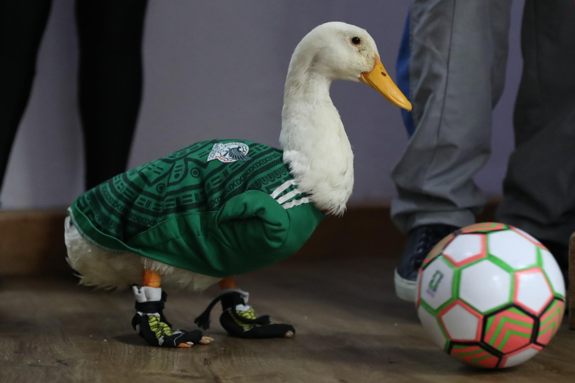 IMPI aclara a quién pertenece la marca del pato Merlín