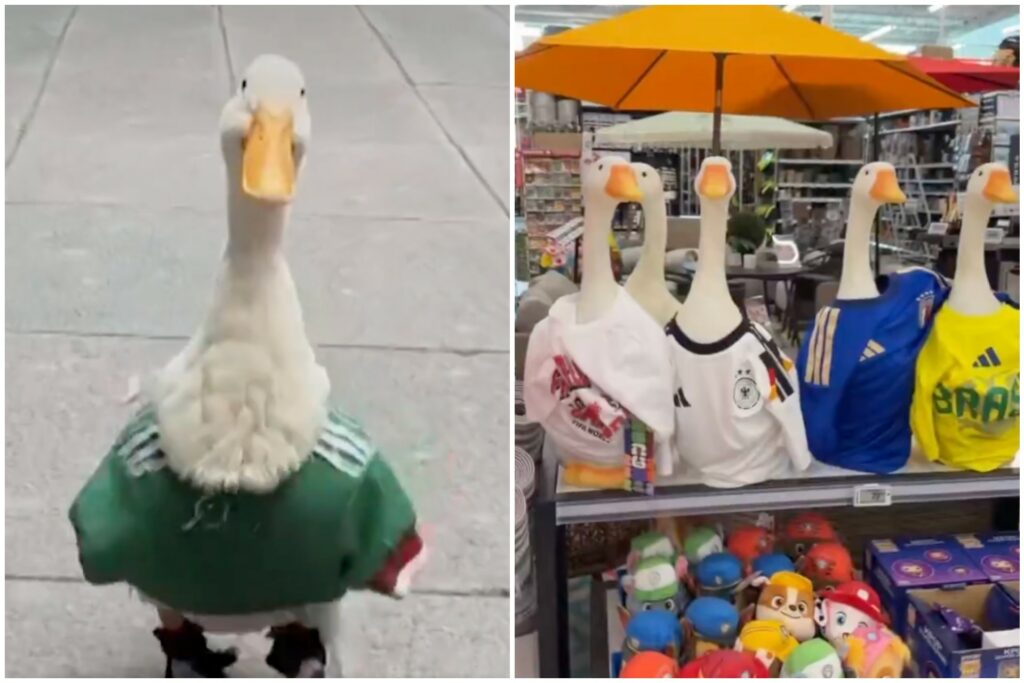 #Video: La locura por el pato Merlín llega hasta Canadá