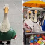 #Video: La locura por el pato Merlín llega hasta Canadá