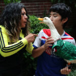 El pato Merlín, la sensación con alas que salva un Mundial y a su familia