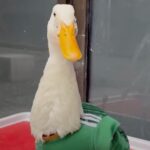 Con tenis y camiseta del Tricolor: El pato Merlín conquista las redes en los festejos del Mundial