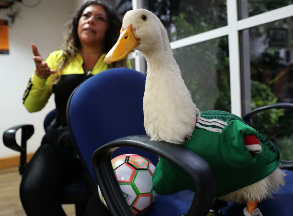 Merlín, el pato que conquistó el Mundial 2026 Merlín, el pato que conquistó el Mundial 2026