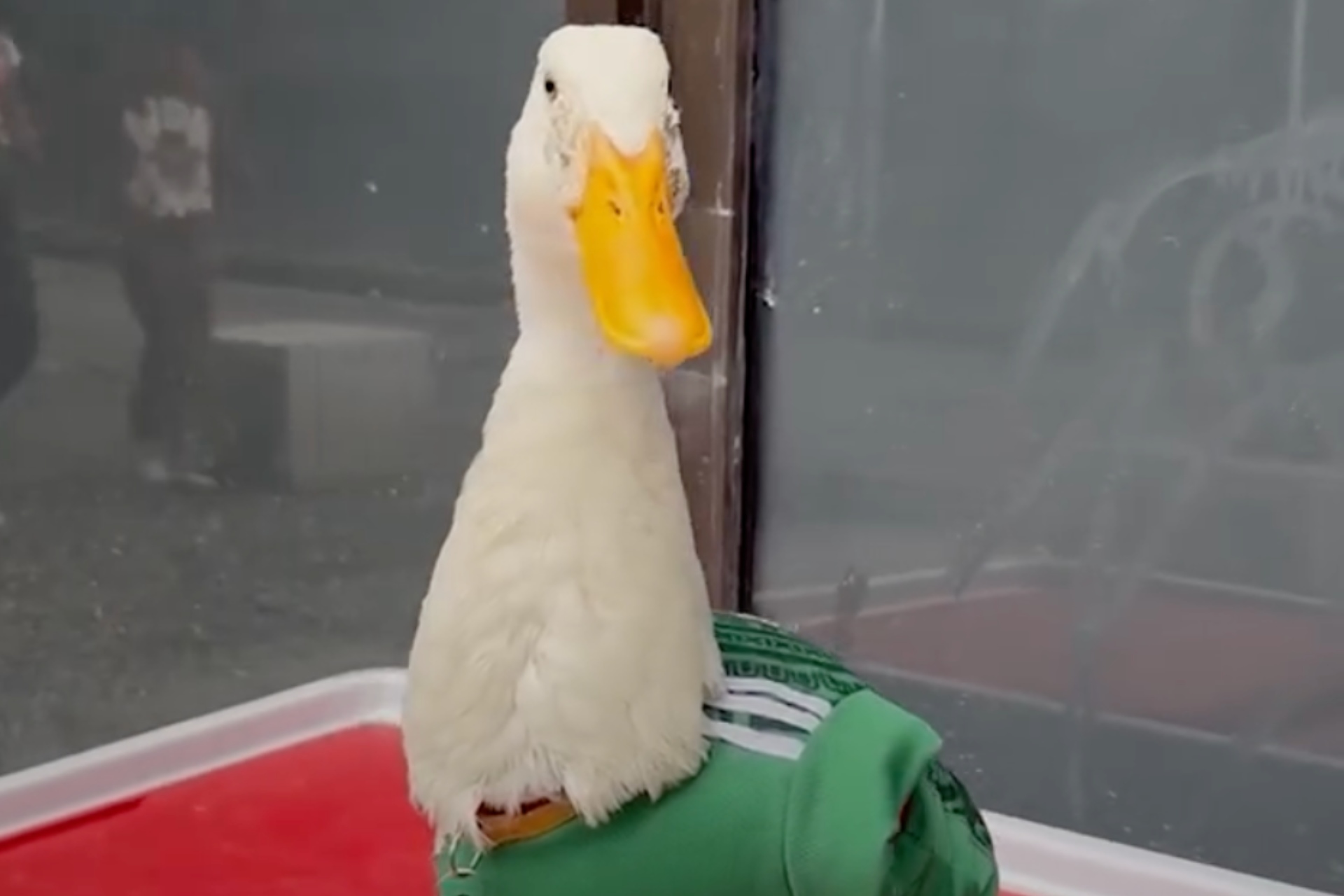 Con tenis y camiseta del Tricolor: El pato Merlín conquista las redes en los festejos del Mundial
