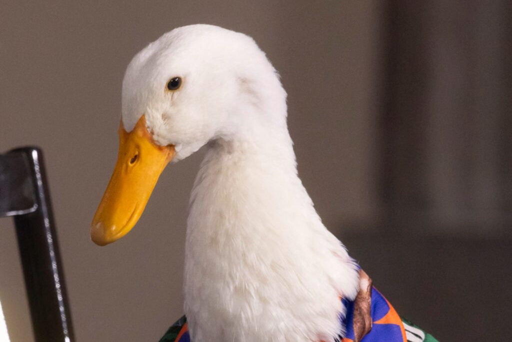 Intentan registrar marca del pato Merlín ante el IMPI antes que sus dueños: ¿Quién fue?