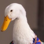 Intentan registrar marca del pato Merlín ante el IMPI antes que sus dueños: ¿Quién fue?
