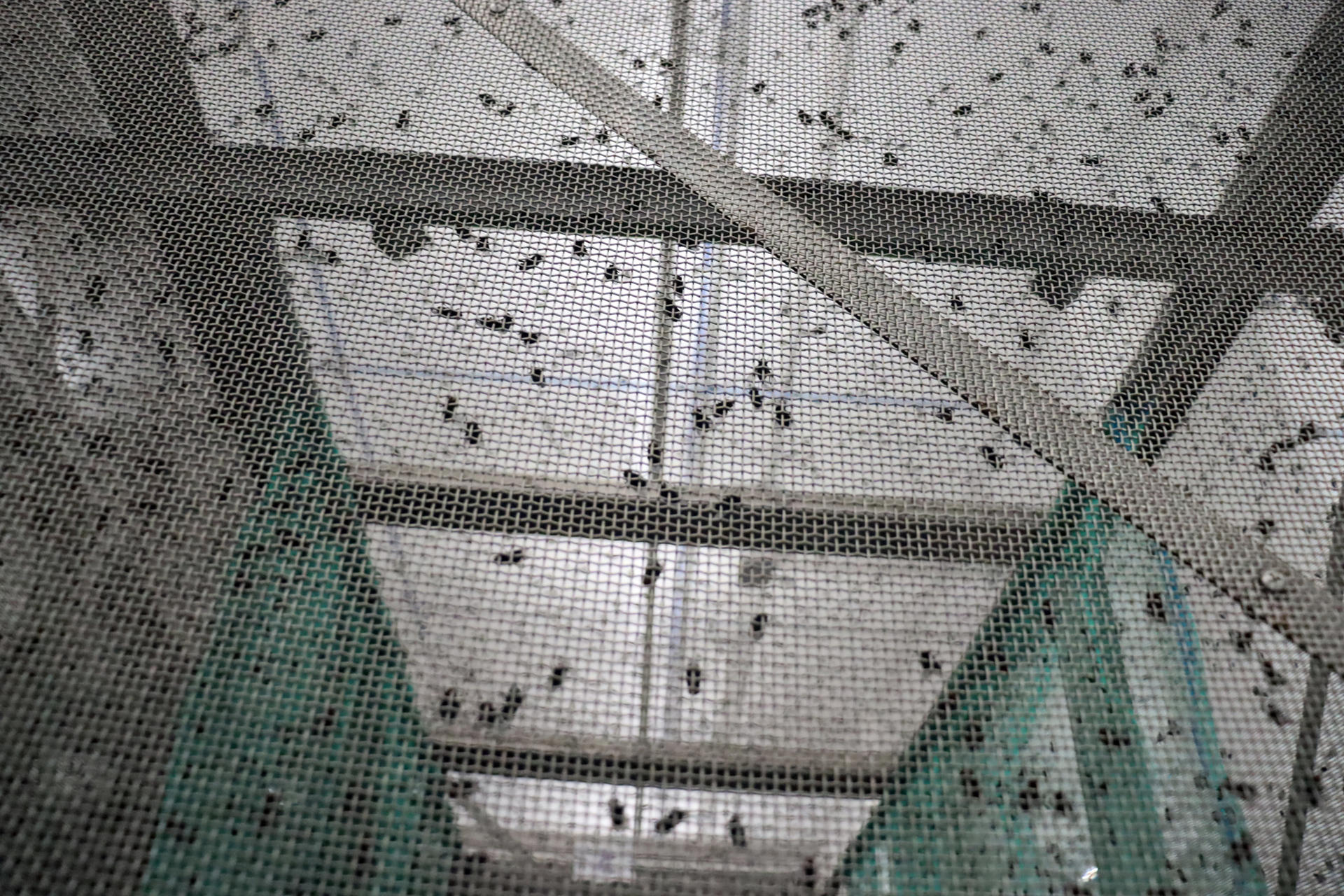 Librean primer lote de moscas estériles contra gusano barrenador en Chihuahua