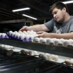Retiran en EE.UU. 1.5 millones de docenas de huevos por posible salmonela