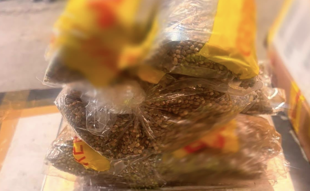 Aseguran 2.5 kilos de semillas cannábicas en Guadalajara; ¿en qué venían ocultas?