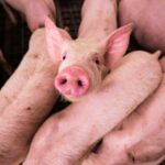 Nace el primer cerdo clonado para trasplantes de Latinoamérica