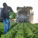 Restaurante de EE.UU. retira lechuga de México ante brote de ciclosporiasis