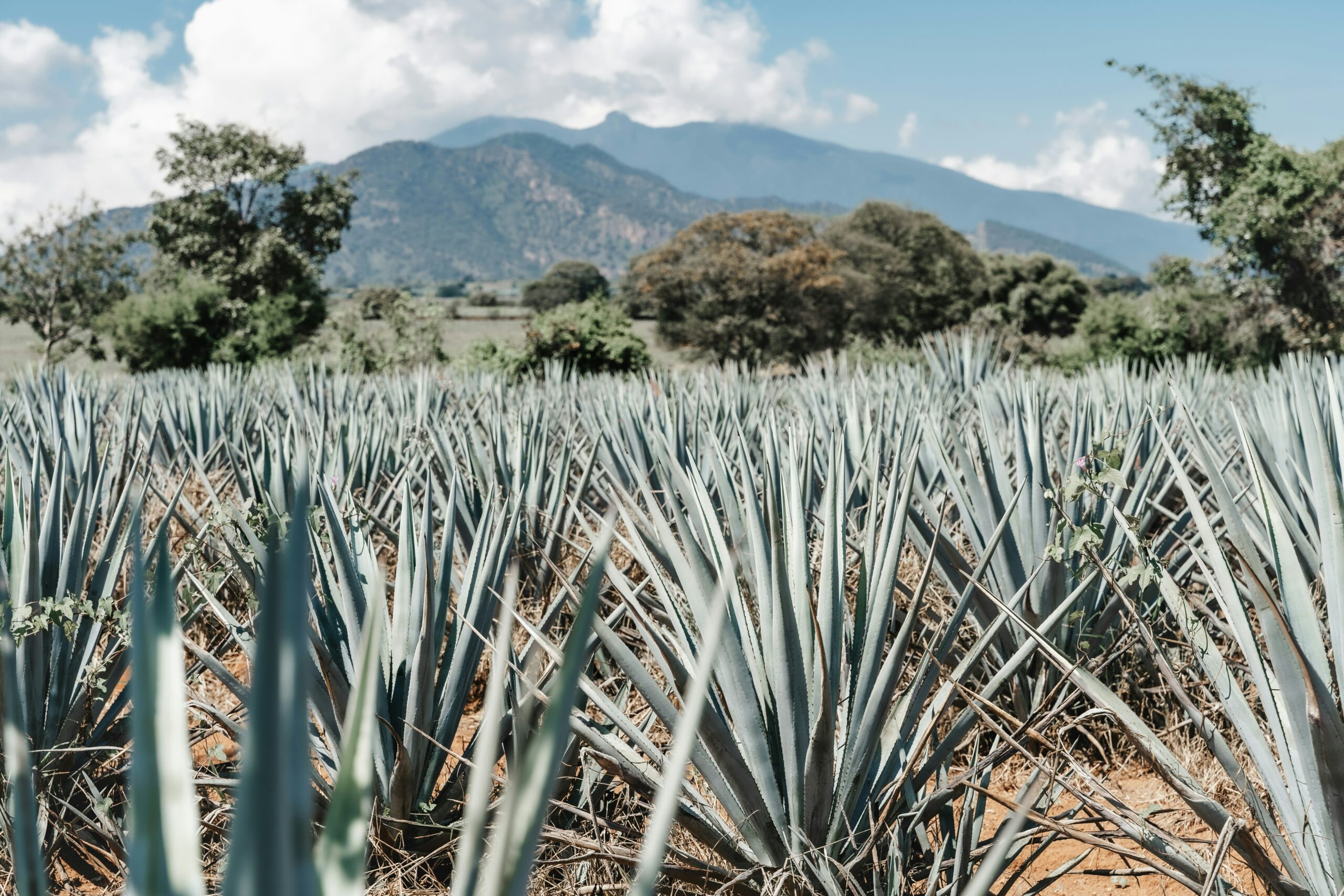 Descubren riqueza microbiana en fermentos de agave, única en el mundo