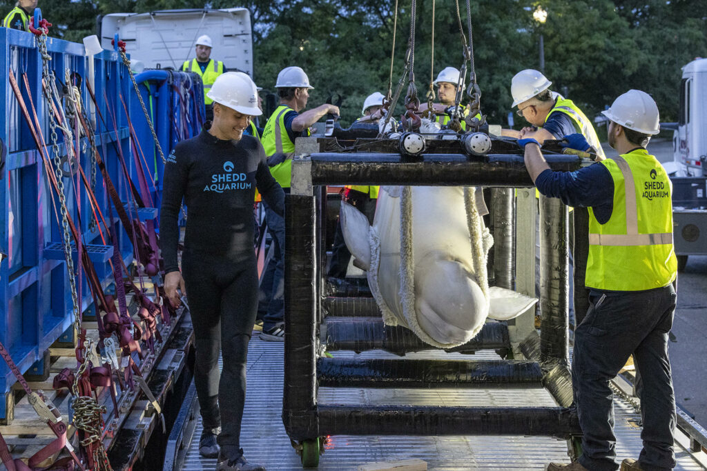 EE.UU. recibe las primeras seis ballenas belugas del clausurado parque canadiense Marineland