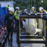 EE.UU. recibe las primeras seis ballenas belugas del clausurado parque canadiense Marineland