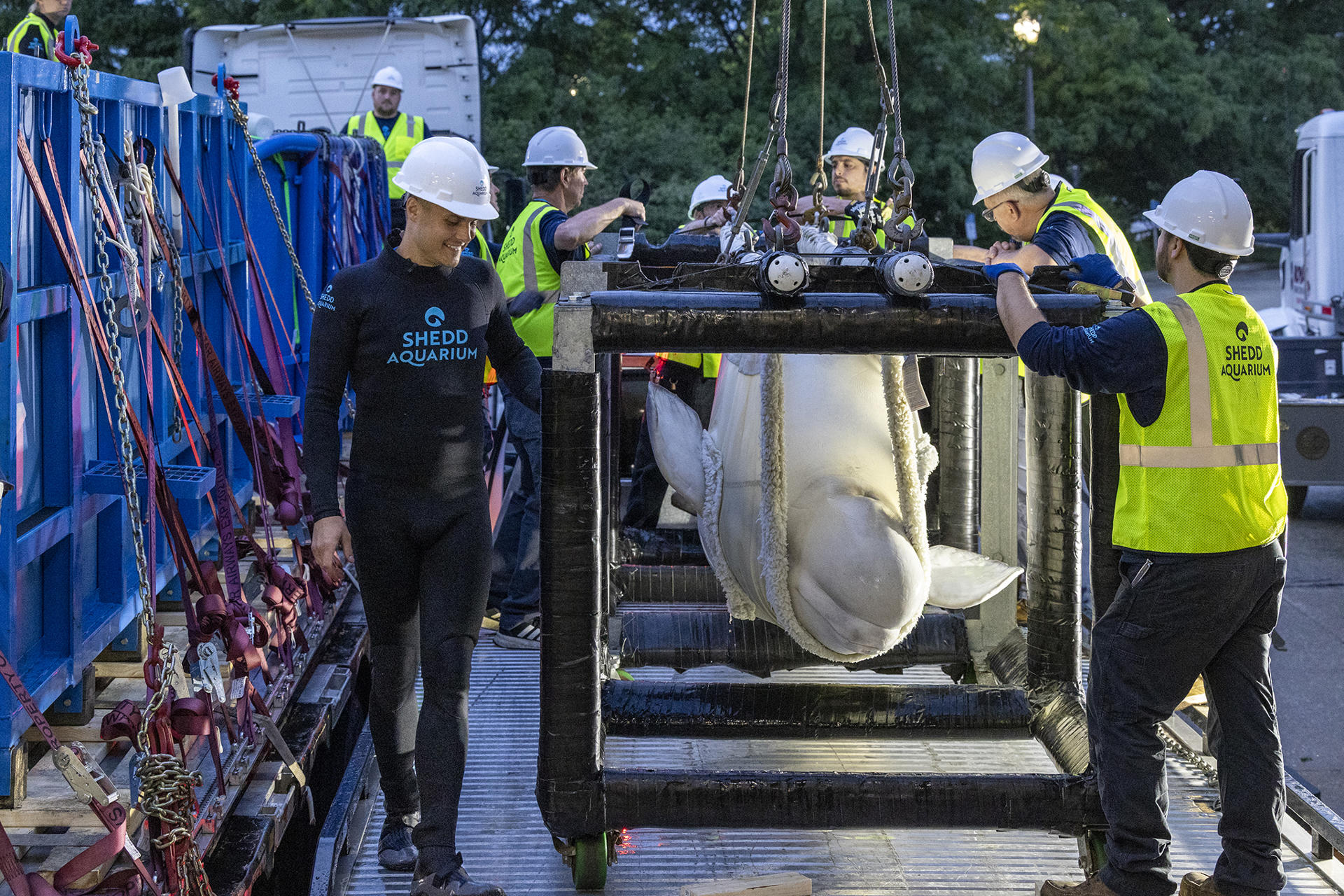 EE.UU. recibe las primeras seis ballenas belugas del clausurado parque canadiense Marineland