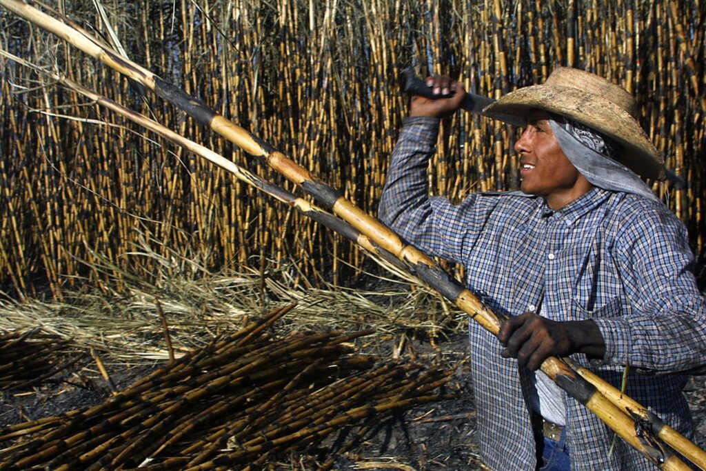 México ampliará sus exportaciones de azúcar a EE.UU. tras un aumento del 512 % en la demanda