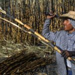México ampliará sus exportaciones de azúcar a EE.UU. tras un aumento del 512 % en la demanda