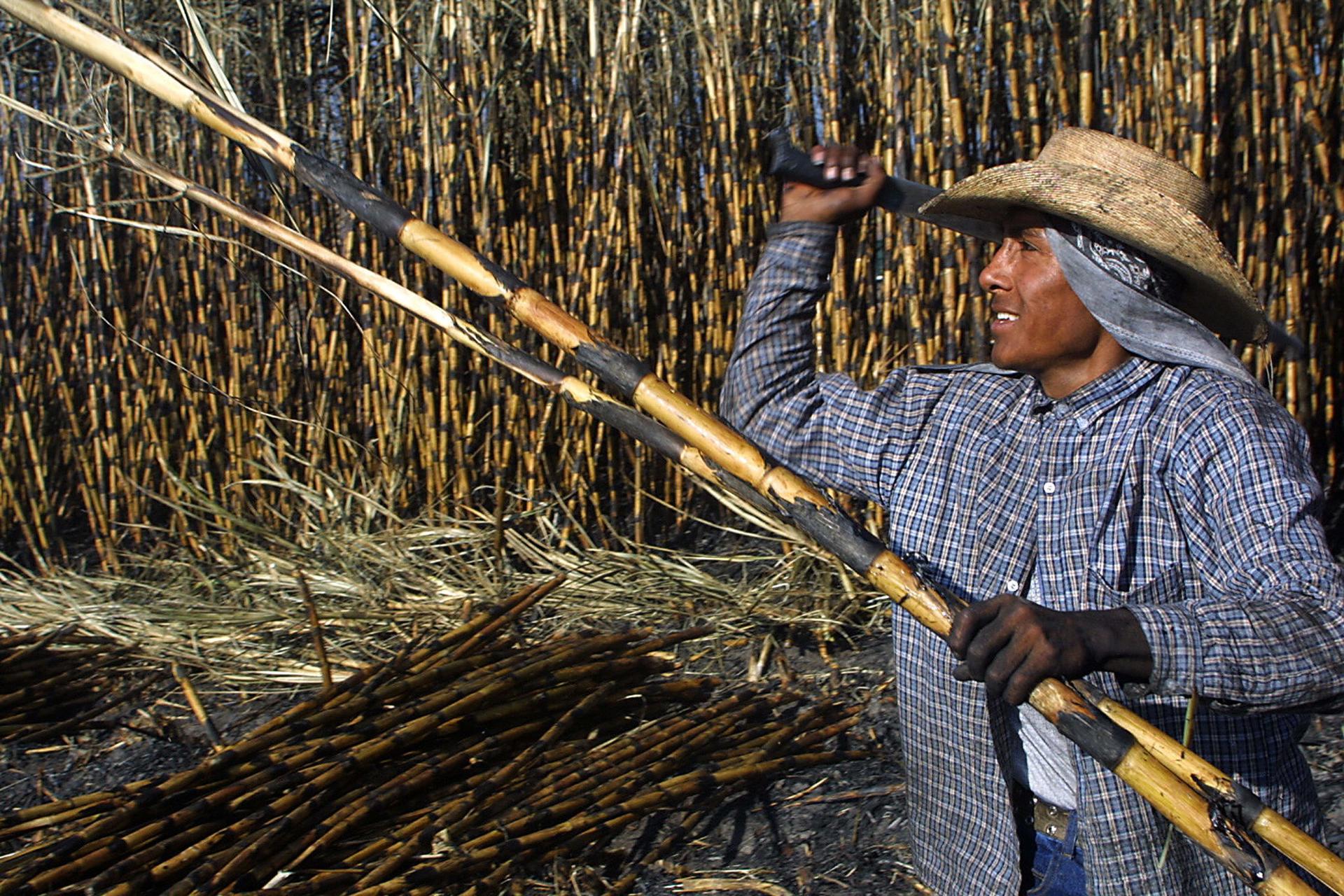 México ampliará sus exportaciones de azúcar a EE.UU. tras un aumento del 512 % en la demanda