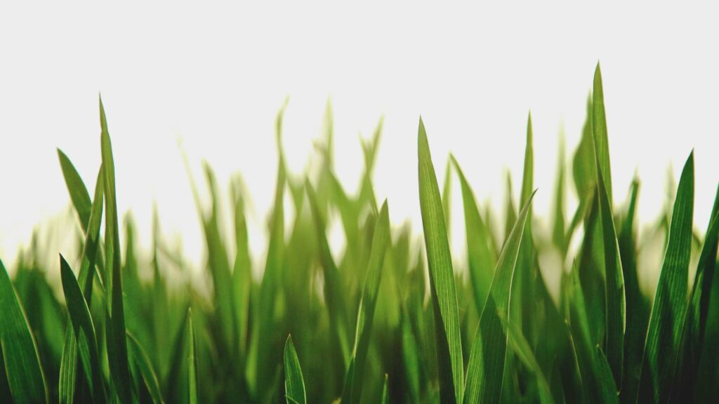 La FIFA vende fragmentos del pasto de la final del Mundial