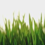 La FIFA vende fragmentos del pasto de la final del Mundial