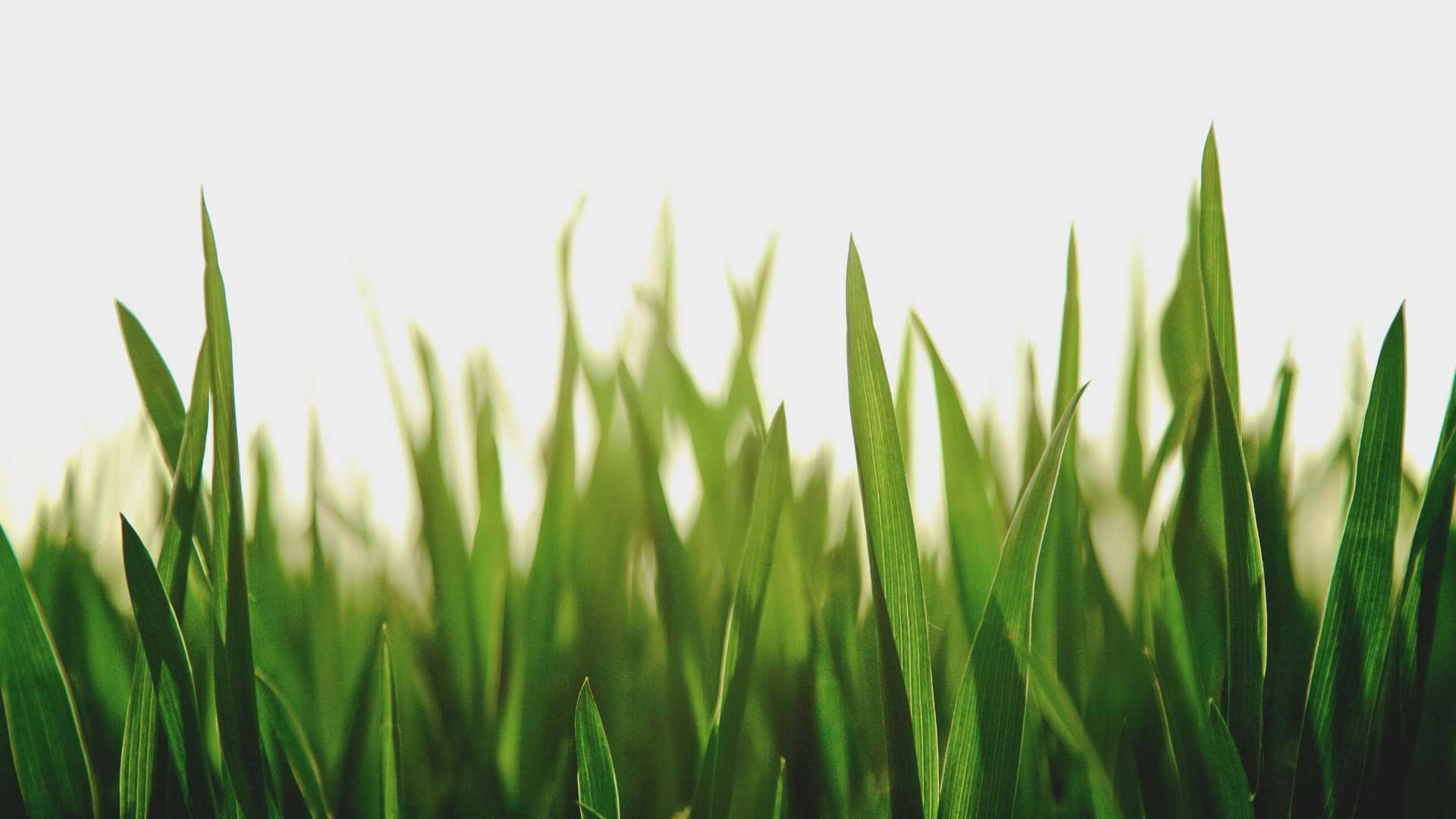 La FIFA vende fragmentos del pasto de la final del Mundial La FIFA vende fragmentos del pasto de la final del Mundial