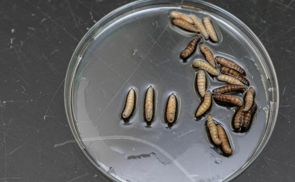 Solo dos estados de México están libres de gusano barrenador tras primer caso en Sonora - larva-de-mosca-esteril-contra-el-gusano-barrenador-del-ganado-1024x631