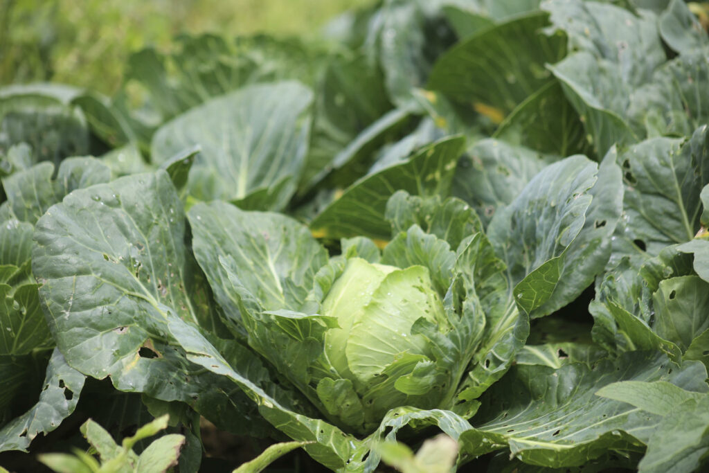 Taylor Farms retira de EEUU toda su lechuga iceberg producida en México por ciclosporiasis