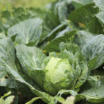 Taylor Farms retira de EEUU toda su lechuga iceberg producida en México por ciclosporiasis