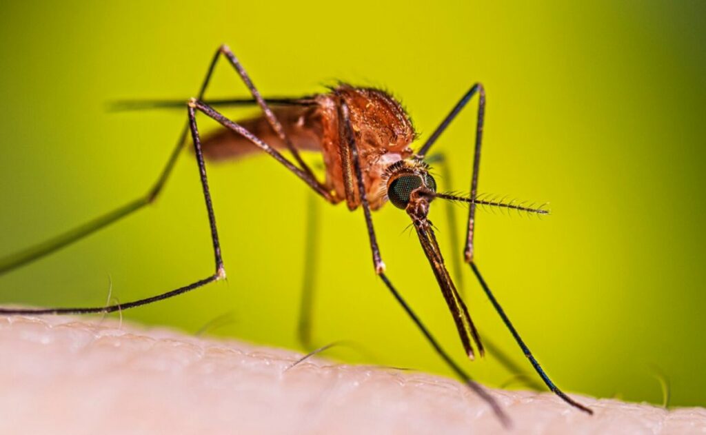 Detectan caso de malaria en Jalisco; paciente llegó al país por el Mundial 2026