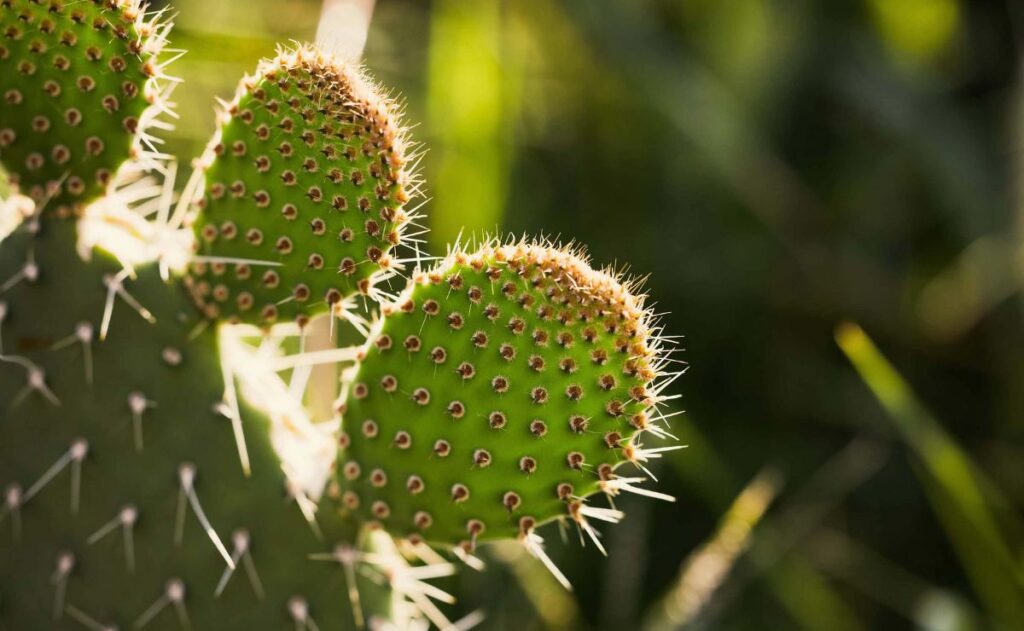 Expertos de la UNAM crean fertilizante orgánico a base de nopal