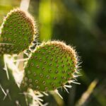Expertos de la UNAM crean fertilizante orgánico a base de nopal