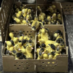 El pato Merlín, la moda del Mundial que preocupa a los animalistas en México