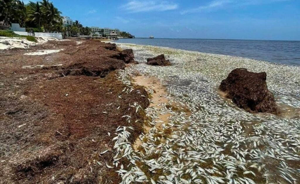 Miles de peces llegan muertos a la Bahía de Petempich en Quintana Roo