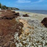 Miles de peces llegan muertos a la Bahía de Petempich en Quintana Roo
